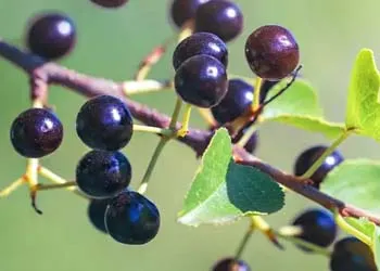 Natural ingredients used in Mitolyn formula for fat burning and metabolism support